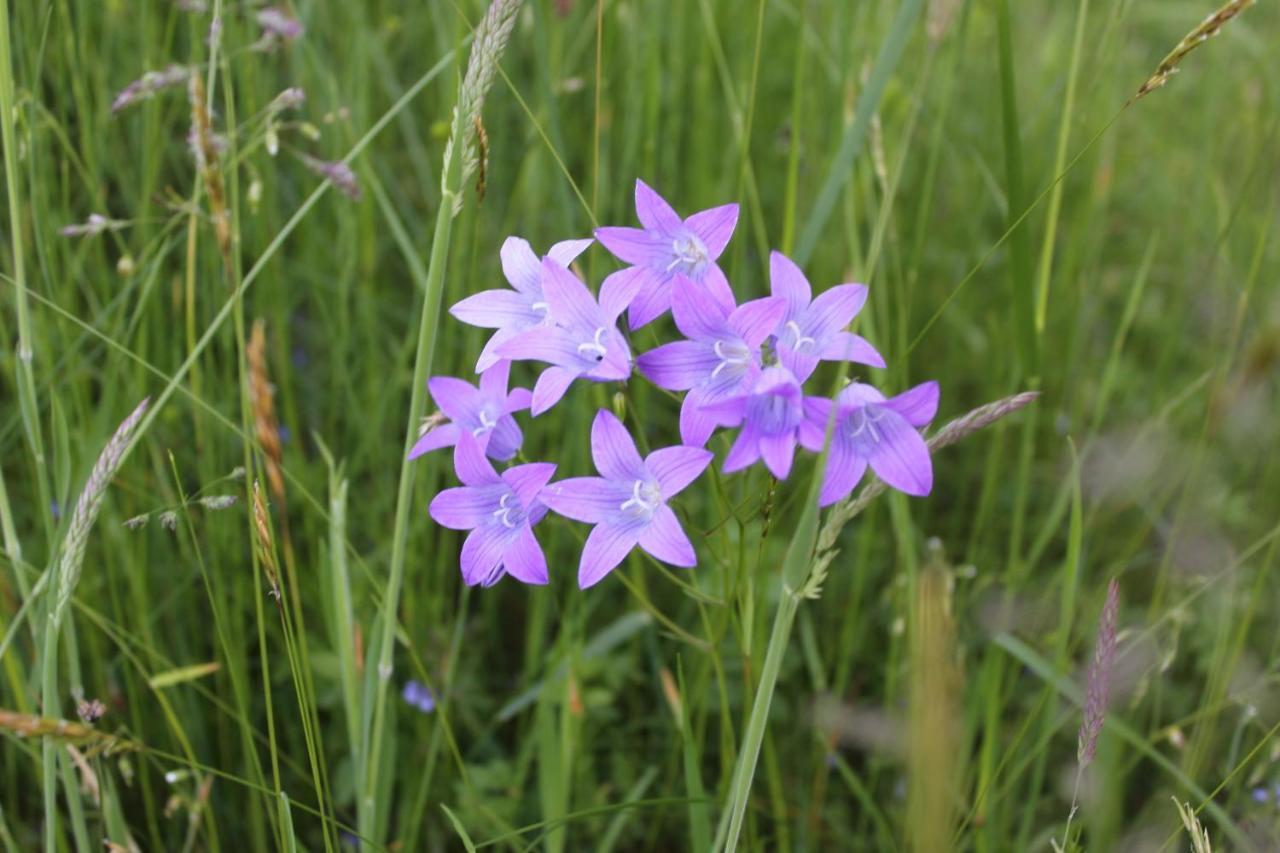Naturparadies Silvia Alberschwende Buitenkant foto