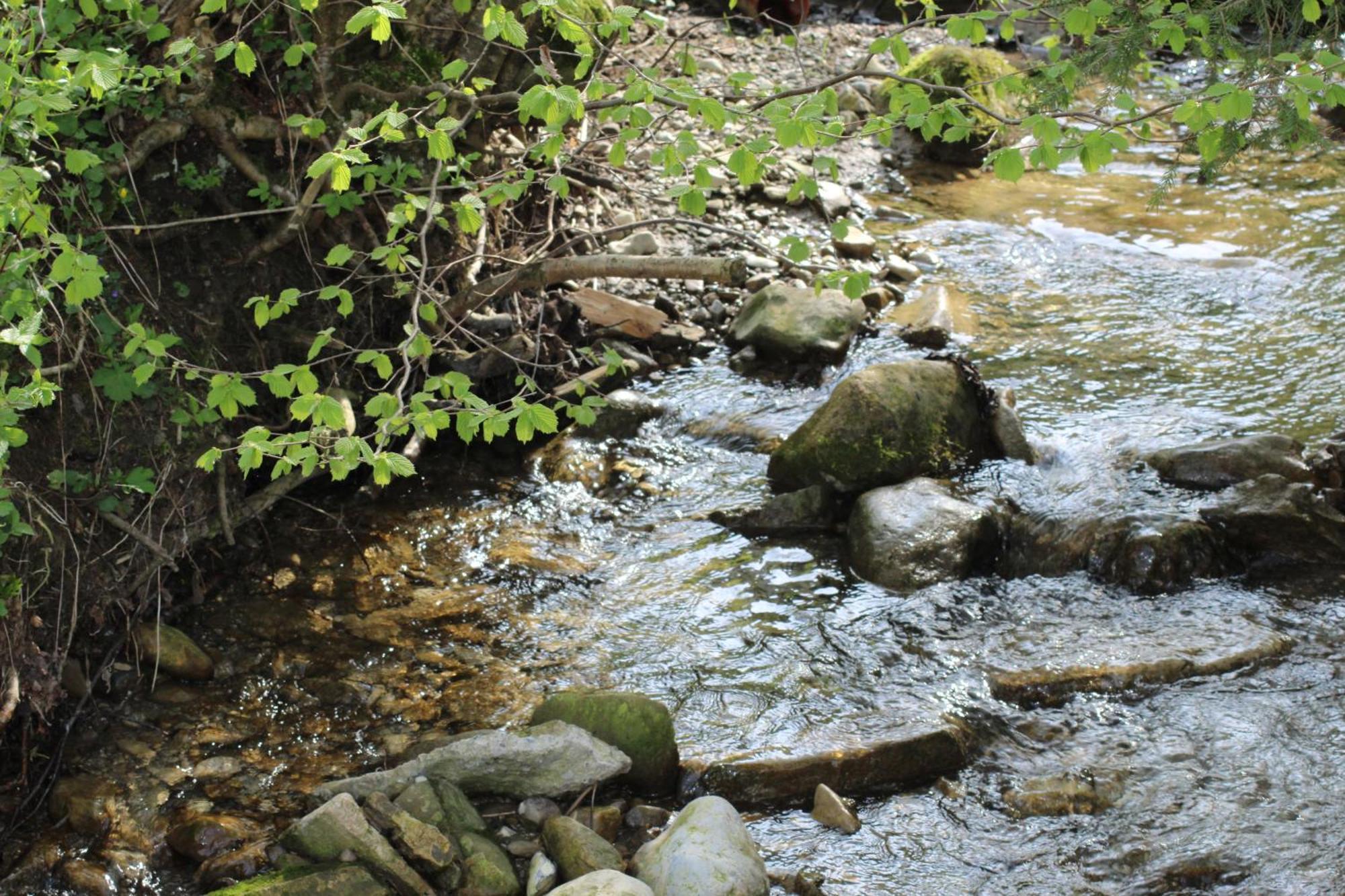Naturparadies Silvia Alberschwende Buitenkant foto